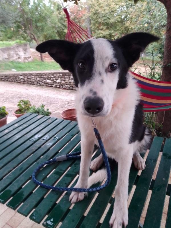 :  📢 URGENTE – GREGORY CERCA CASA! 🐾 Foto 4